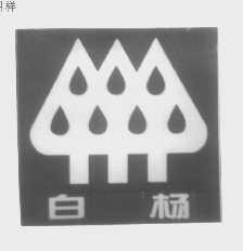 白杨
