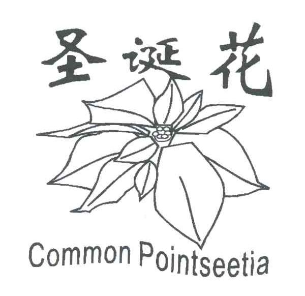 圣诞花;COMMON POINTSEETIA