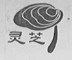 灵芝