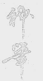 神笔