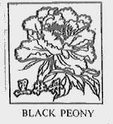 黑牡丹  BLACK PEONY