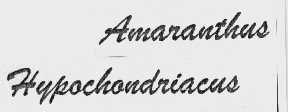 AMARANTHUS HYPOCHONDRIACUS