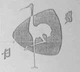 白鹭
