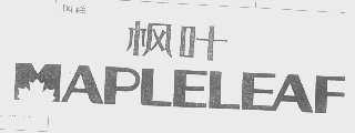 枫叶   MAPLELEAF