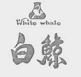 WHITE WHALE    白鲸