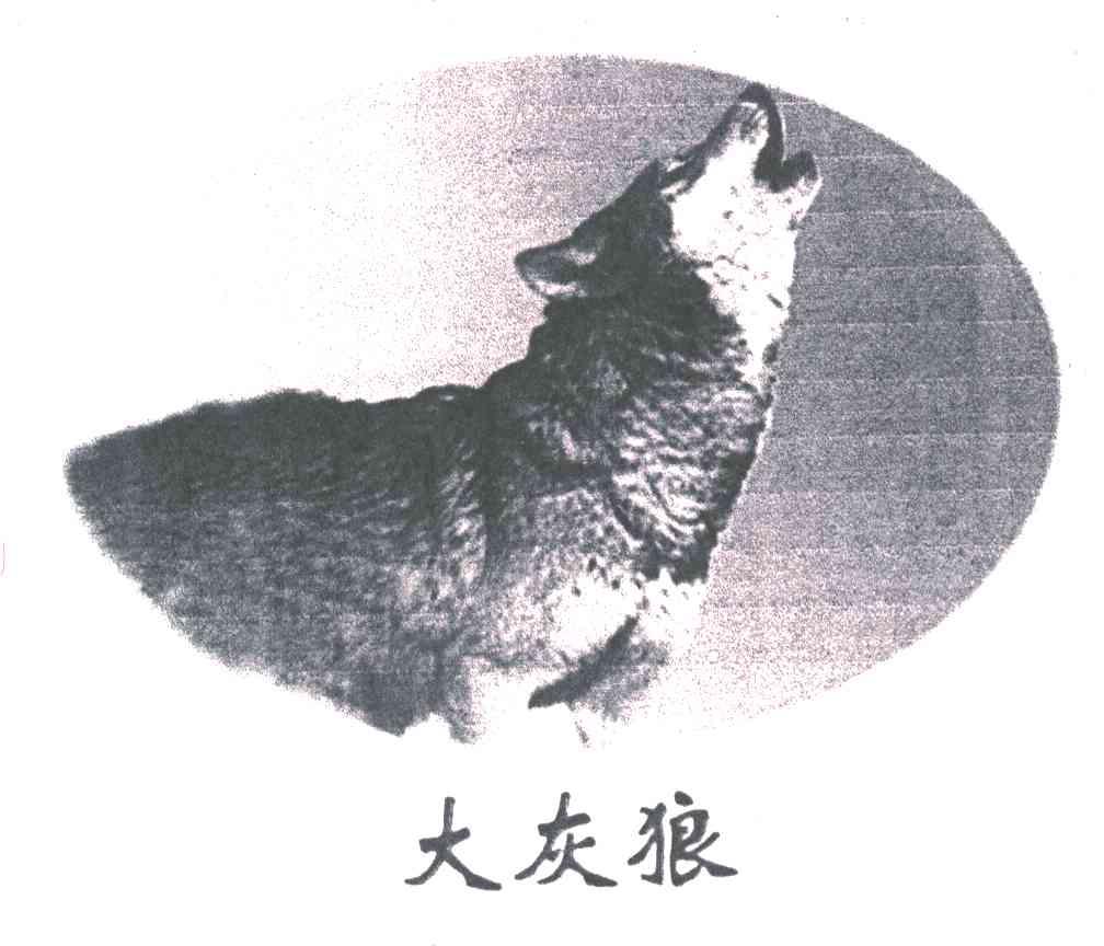 大灰狼