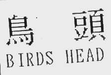 鸟头   BIRDS HEAD