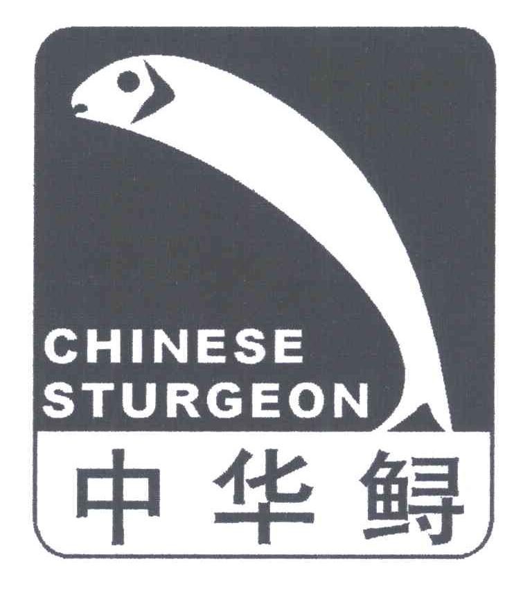 中华鲟;GHINESE STURGEON