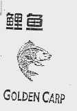 鲤鱼;GOLDEN CARP
