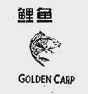 鲤鱼;GOLDEN CARP
