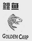 鲤鱼  GOLDEN CARP
