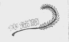 伸筋草