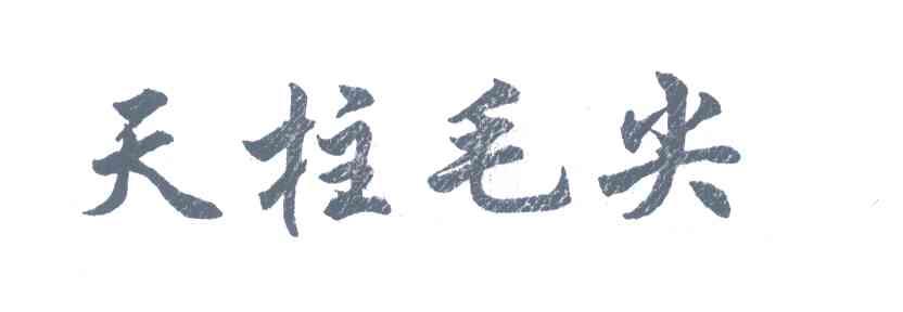 天柱毛尖