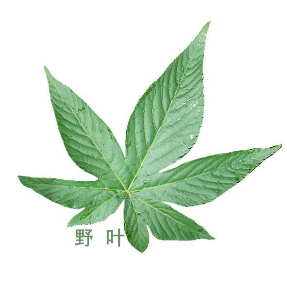 野叶