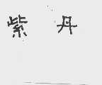 紫丹