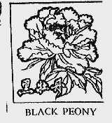 黑牡丹;BLACK PEONY