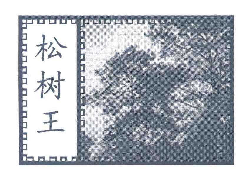 松树王