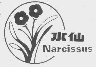 水仙   NARCISSUS