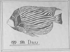 帝鱼