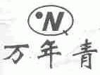 万年青