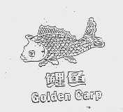 鲤鱼  GOLDEN CARP