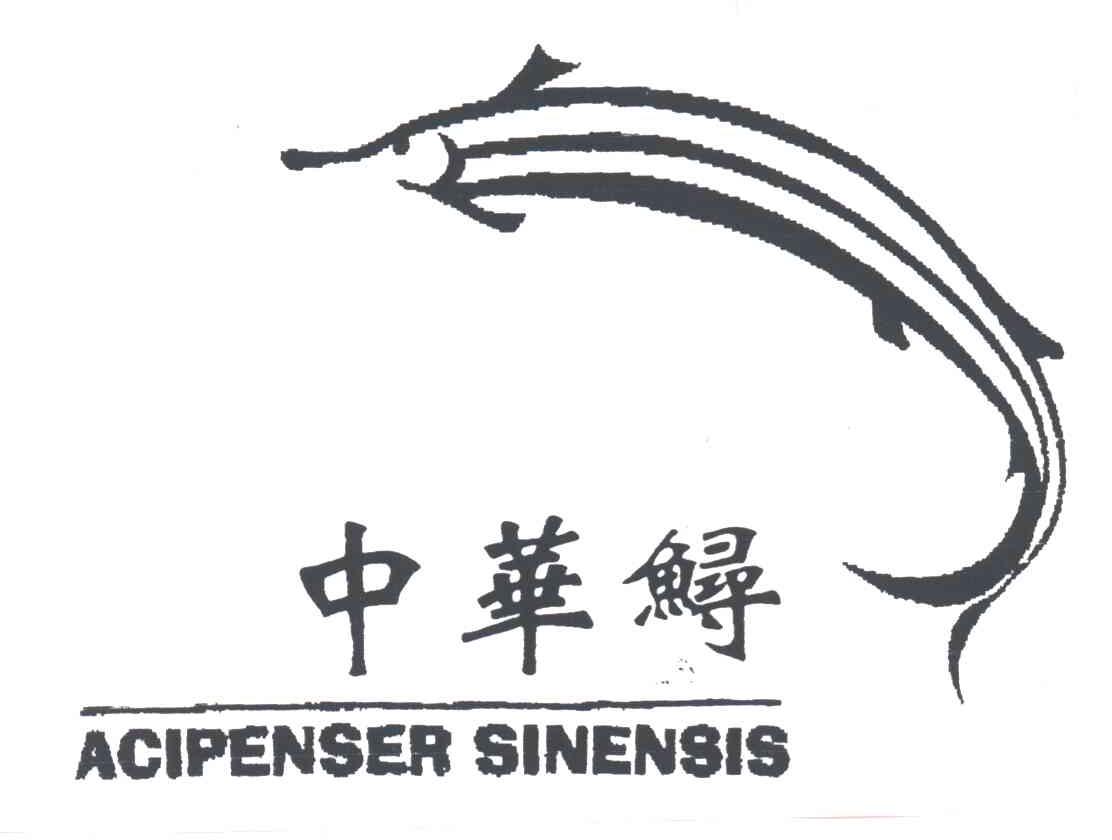 中华鲟