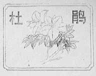 杜鹃