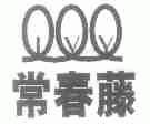 常春藤