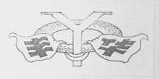 丰华