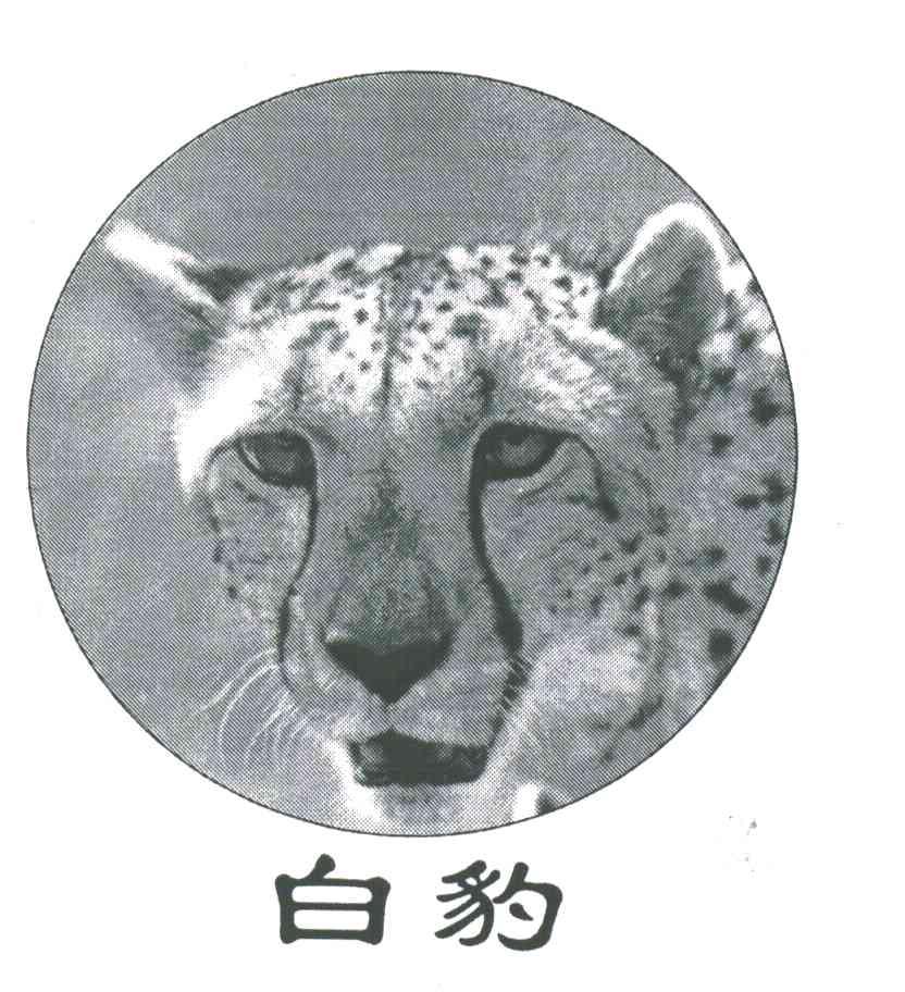 白豹