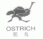 驼鸟;OSTRICH