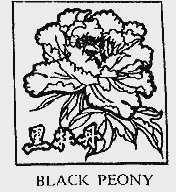 黑牡丹;BLACK PEONY