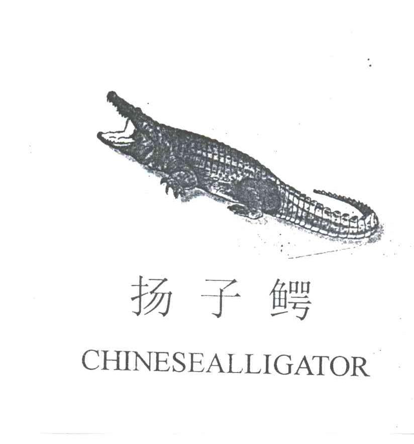 扬子鳄;CHINESEALLIGATOR