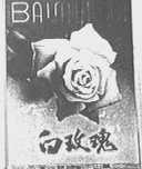 白玫瑰