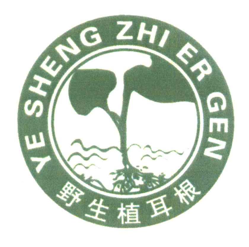 野生植耳根