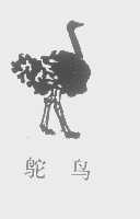 鸵鸟