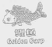 鲤鱼   GOLDEN CARP