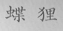 蝶狸