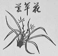兰草花