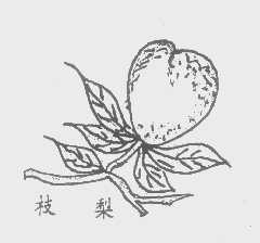 枝梨