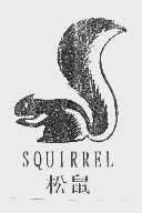 松鼠;SQUIRREL
