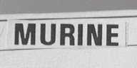 MURINE