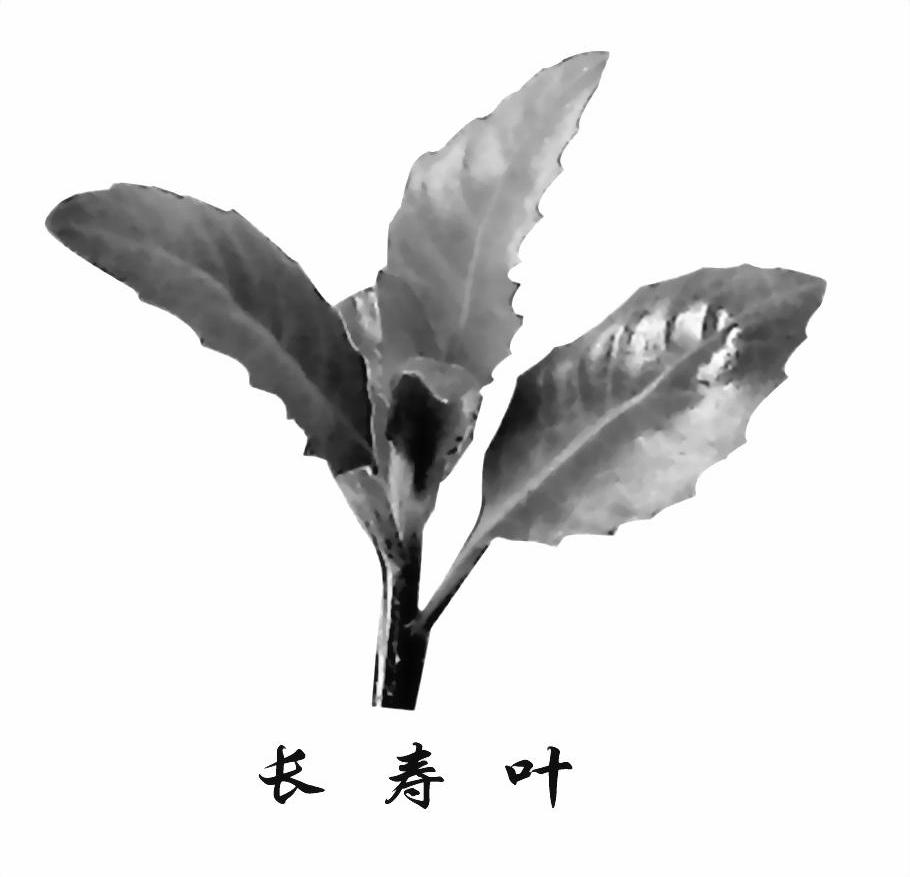 长寿叶