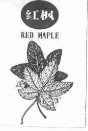 红枫;RED MAPLE