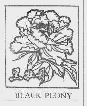 黑牡丹  BLACK PEONY
