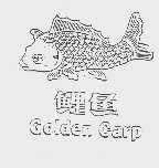 鲤鱼  GOLDEN CARP