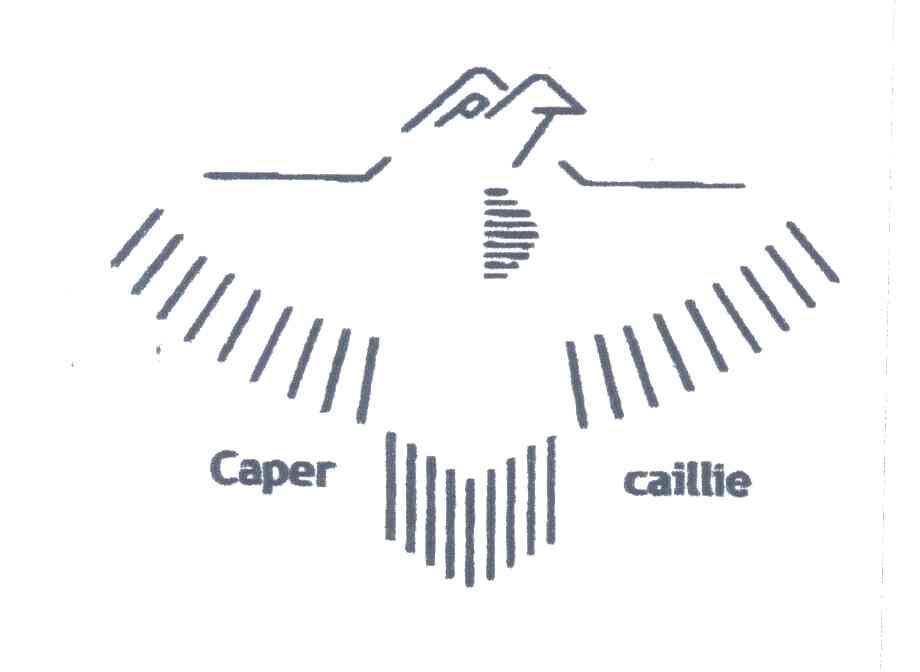 CAPER CAILLIE
