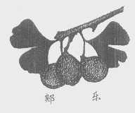 郯乐