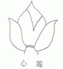 心莲