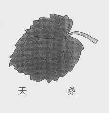 天桑